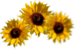 Sonnenblumen